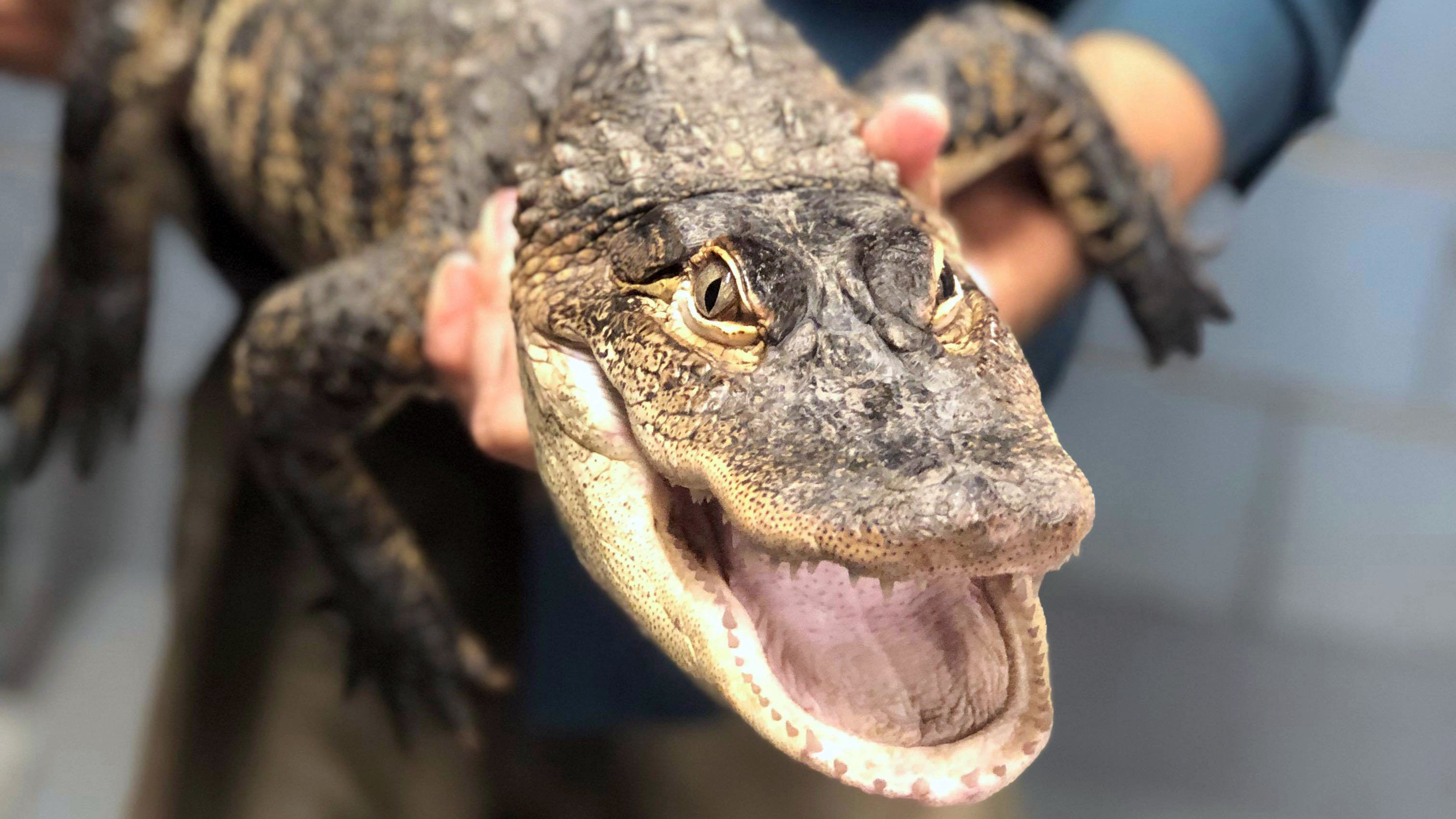 Detail Images Of Crocodiles And Alligators Nomer 52