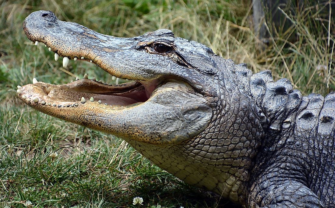 Detail Images Of Crocodiles And Alligators Nomer 53
