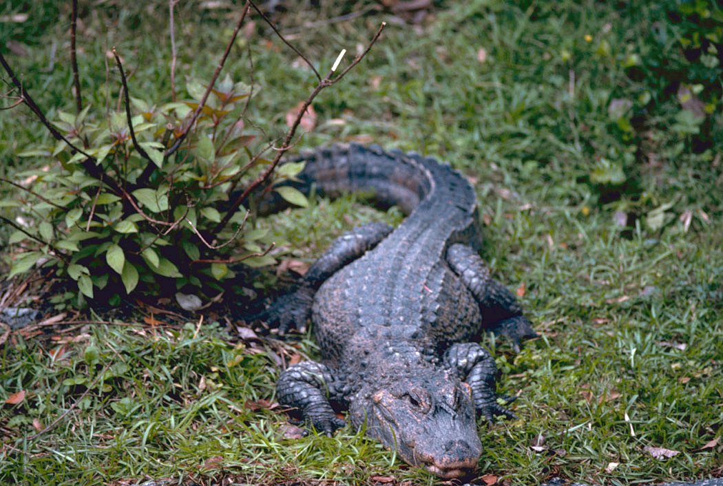 Detail Images Of Crocodiles And Alligators Nomer 55