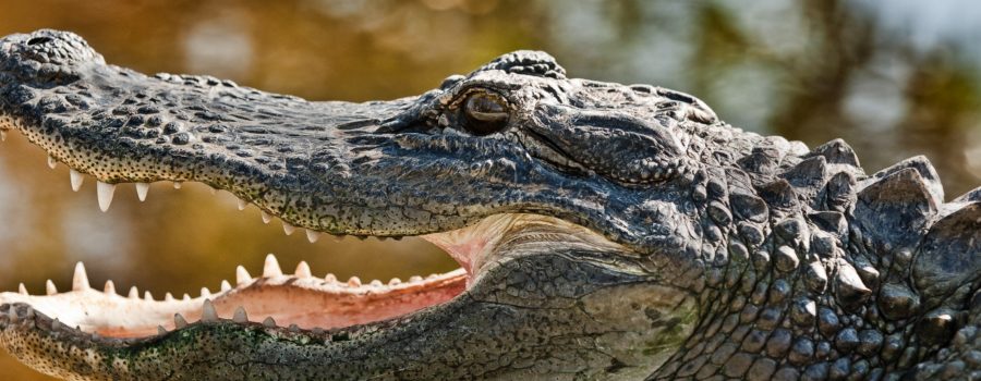 Detail Images Of Crocodiles And Alligators Nomer 56