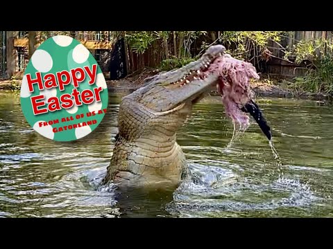 Detail Images Of Crocodiles And Alligators Nomer 57