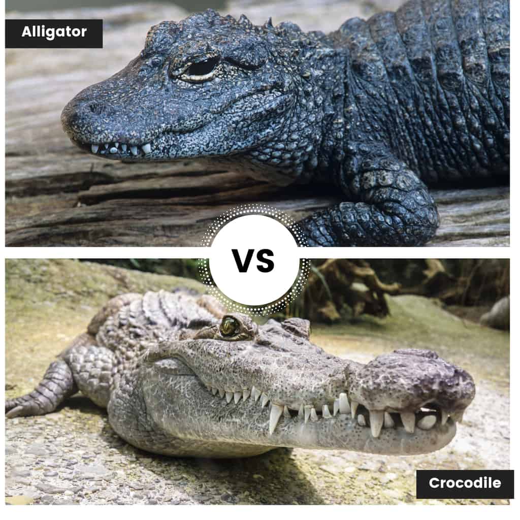 Detail Images Of Crocodiles And Alligators Nomer 8