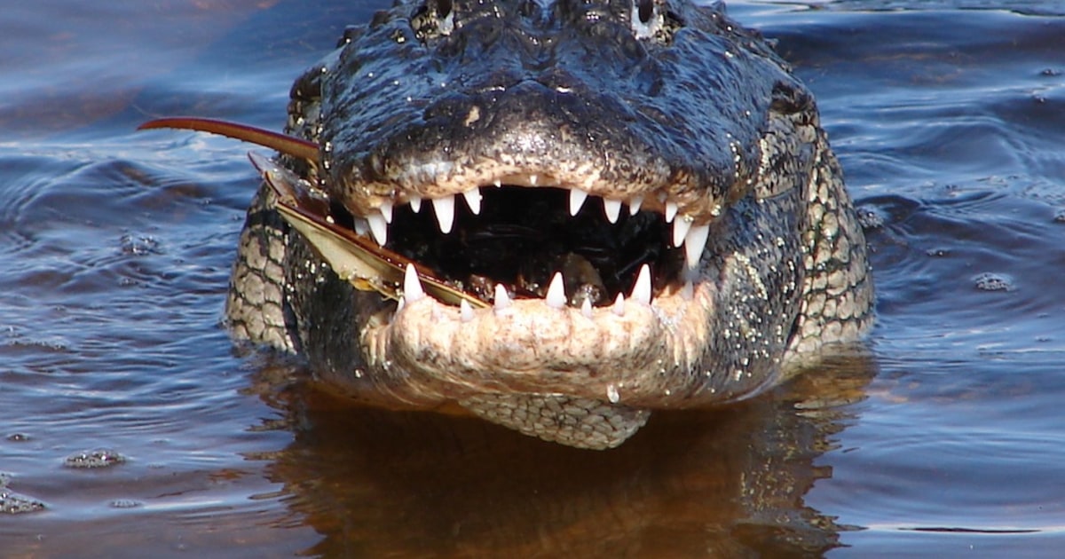 Detail Images Of Crocodiles And Alligators Nomer 9
