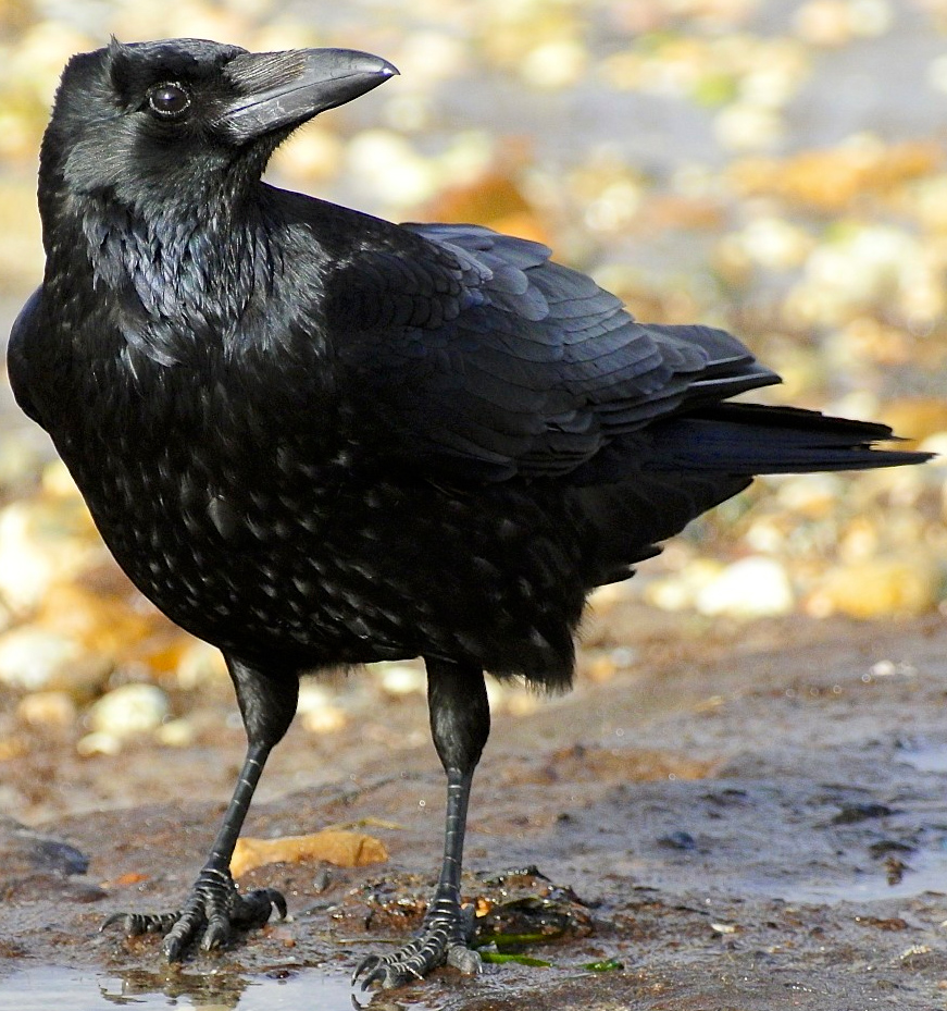 Images Of Crows - KibrisPDR