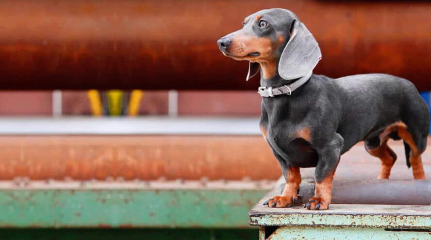 Detail Images Of Dachshunds Nomer 19