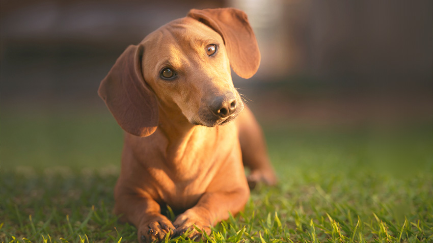 Detail Images Of Dachshunds Nomer 20