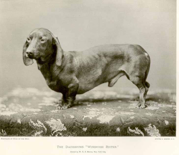 Detail Images Of Dachshunds Nomer 29