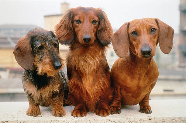Detail Images Of Dachshunds Nomer 44