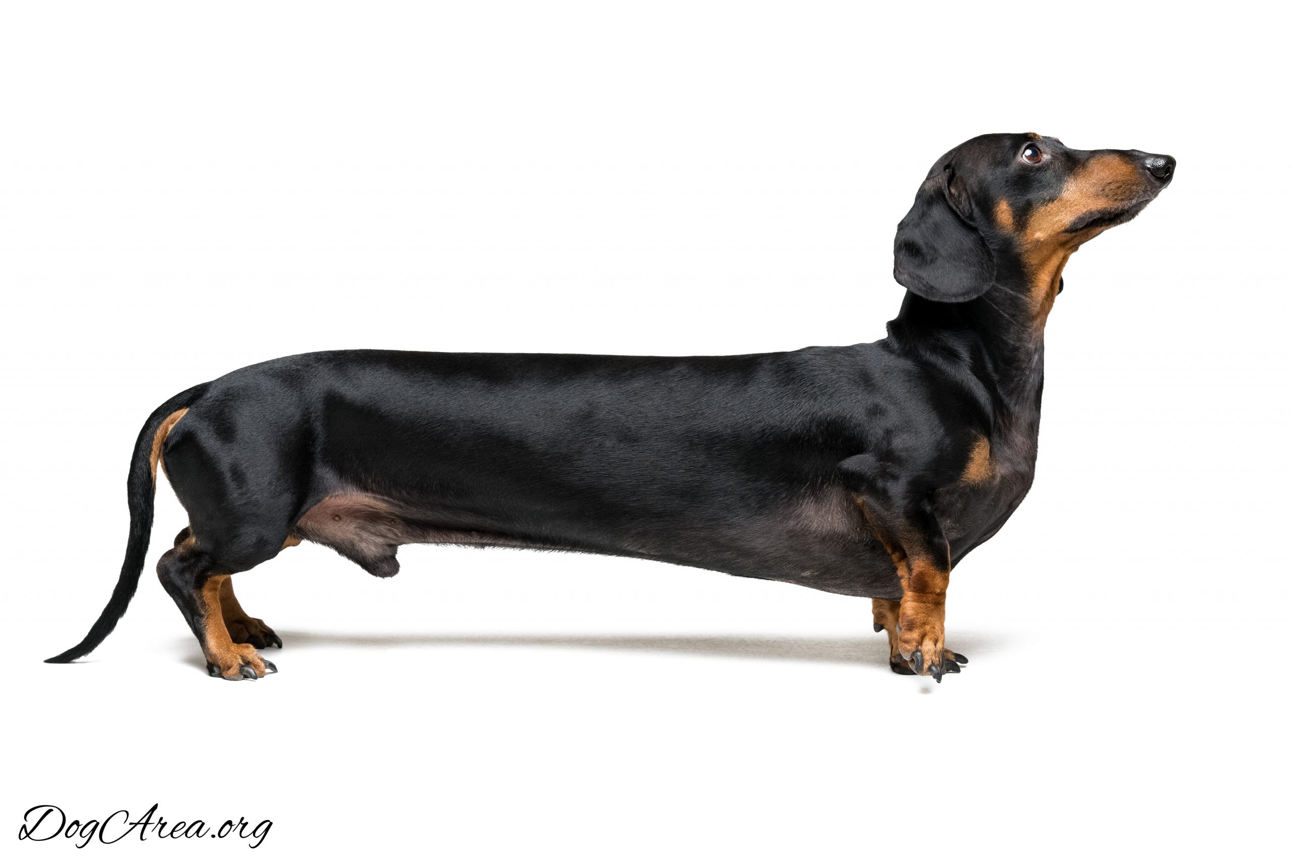 Detail Images Of Dachshunds Nomer 50