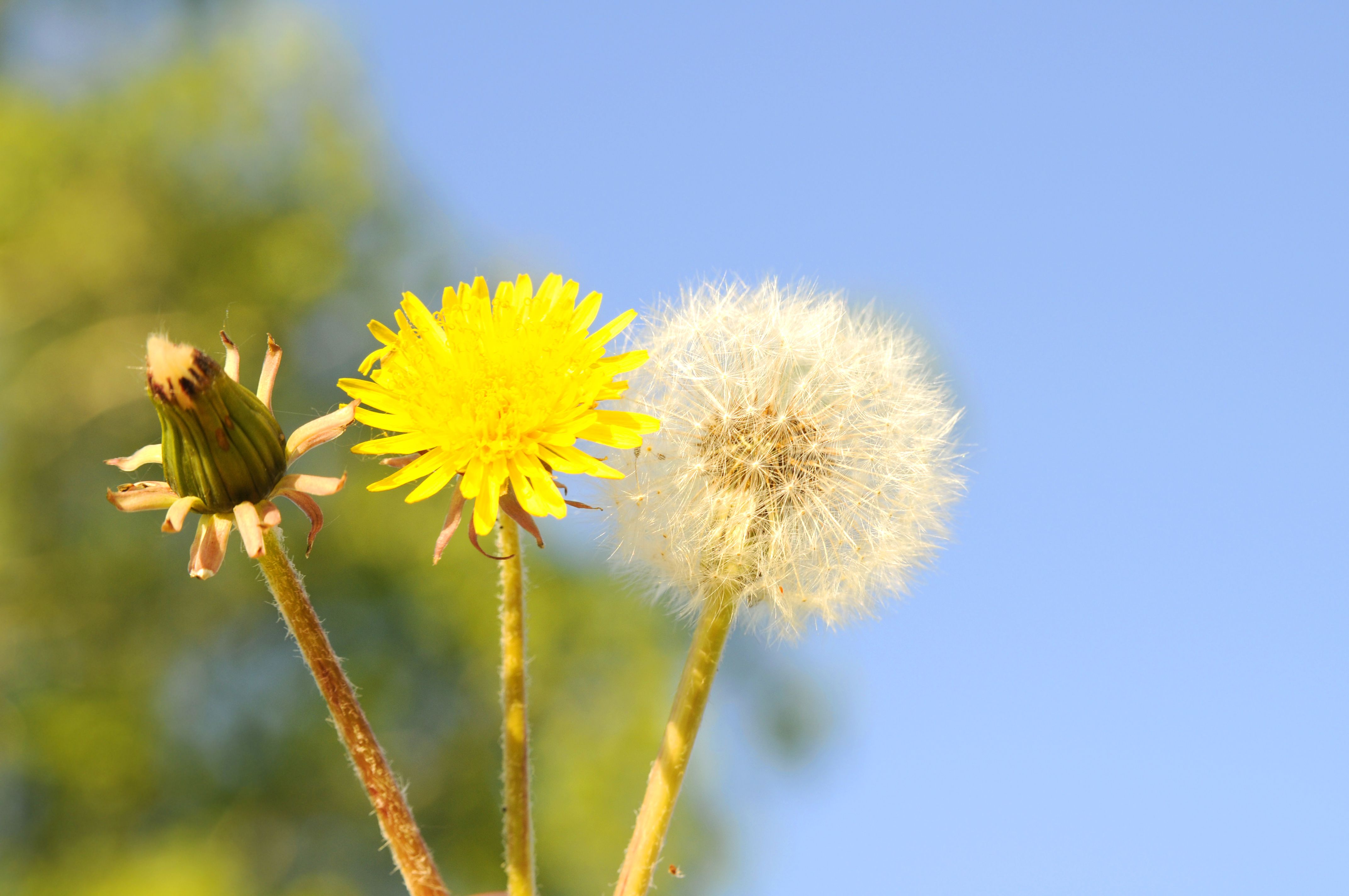 Detail Images Of Dandelions Nomer 16