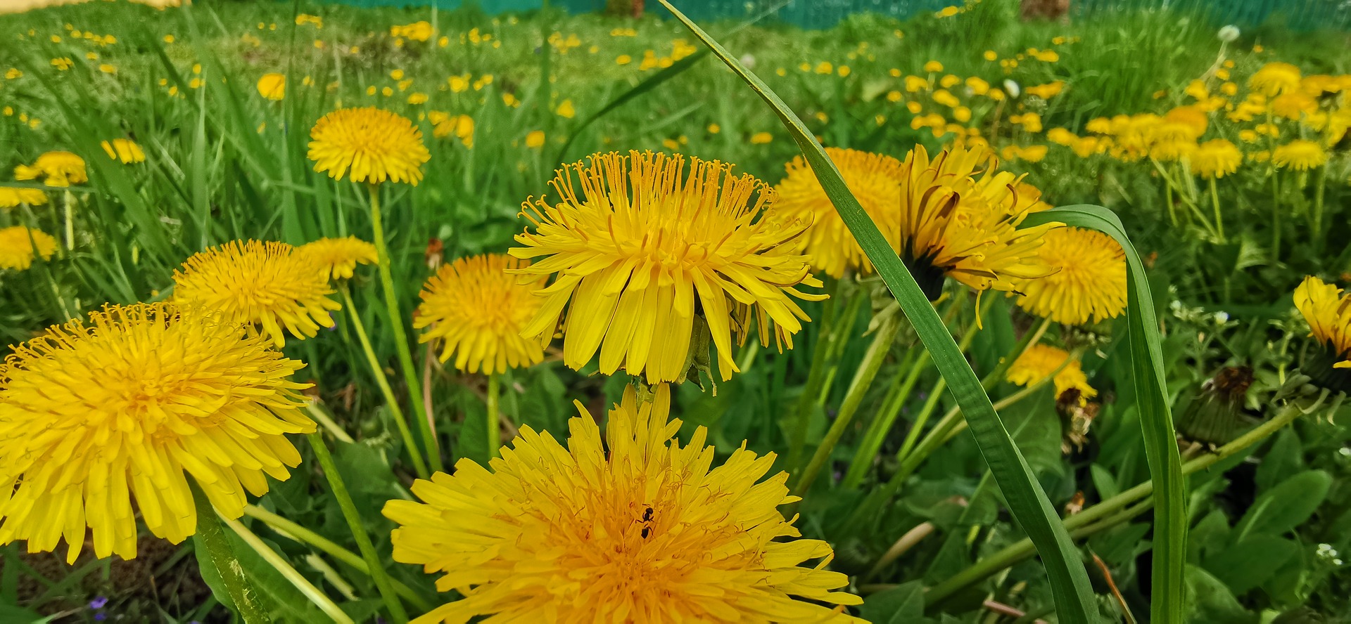 Detail Images Of Dandelions Nomer 28