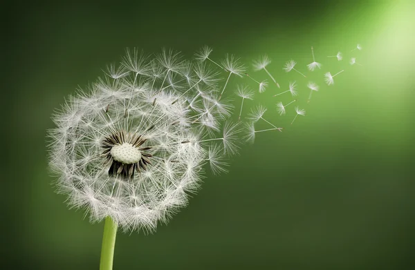 Detail Images Of Dandelions Nomer 29