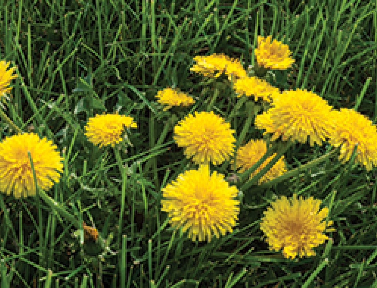 Detail Images Of Dandelions Nomer 34