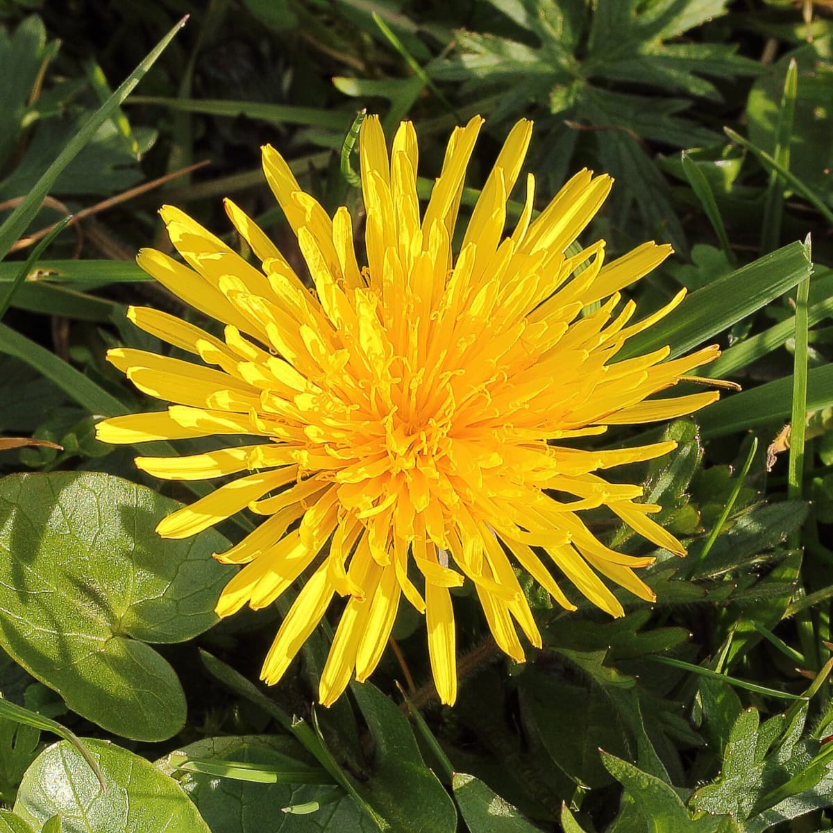 Detail Images Of Dandelions Nomer 36