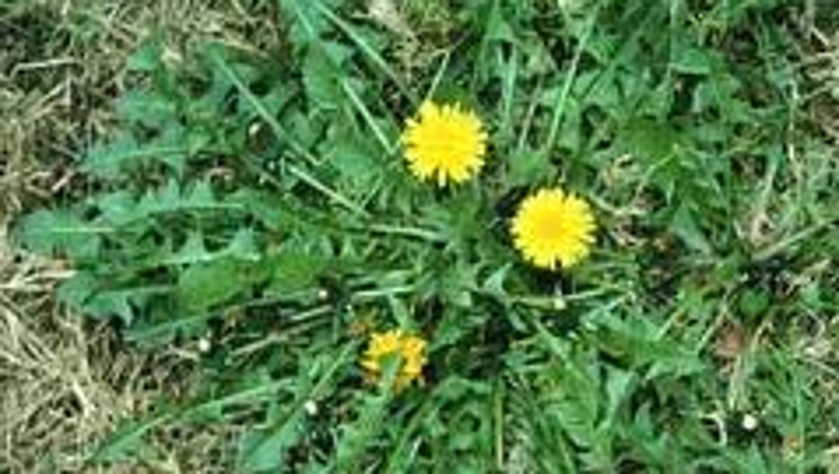 Detail Images Of Dandelions Nomer 45