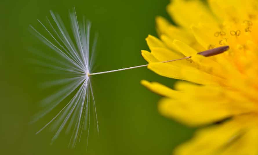 Detail Images Of Dandelions Nomer 46