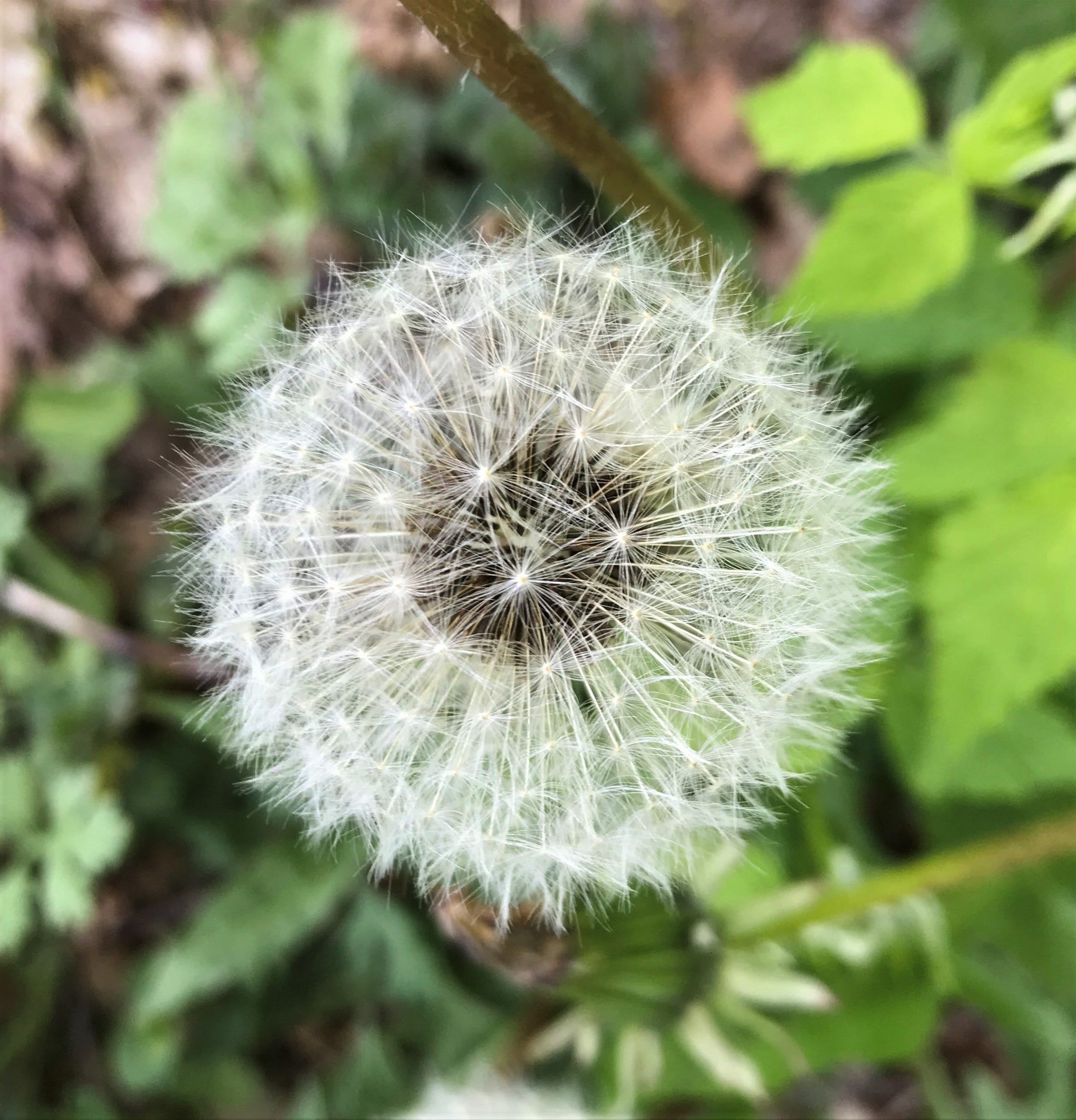 Detail Images Of Dandelions Nomer 55