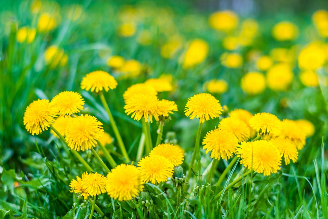 Detail Images Of Dandelions Nomer 9