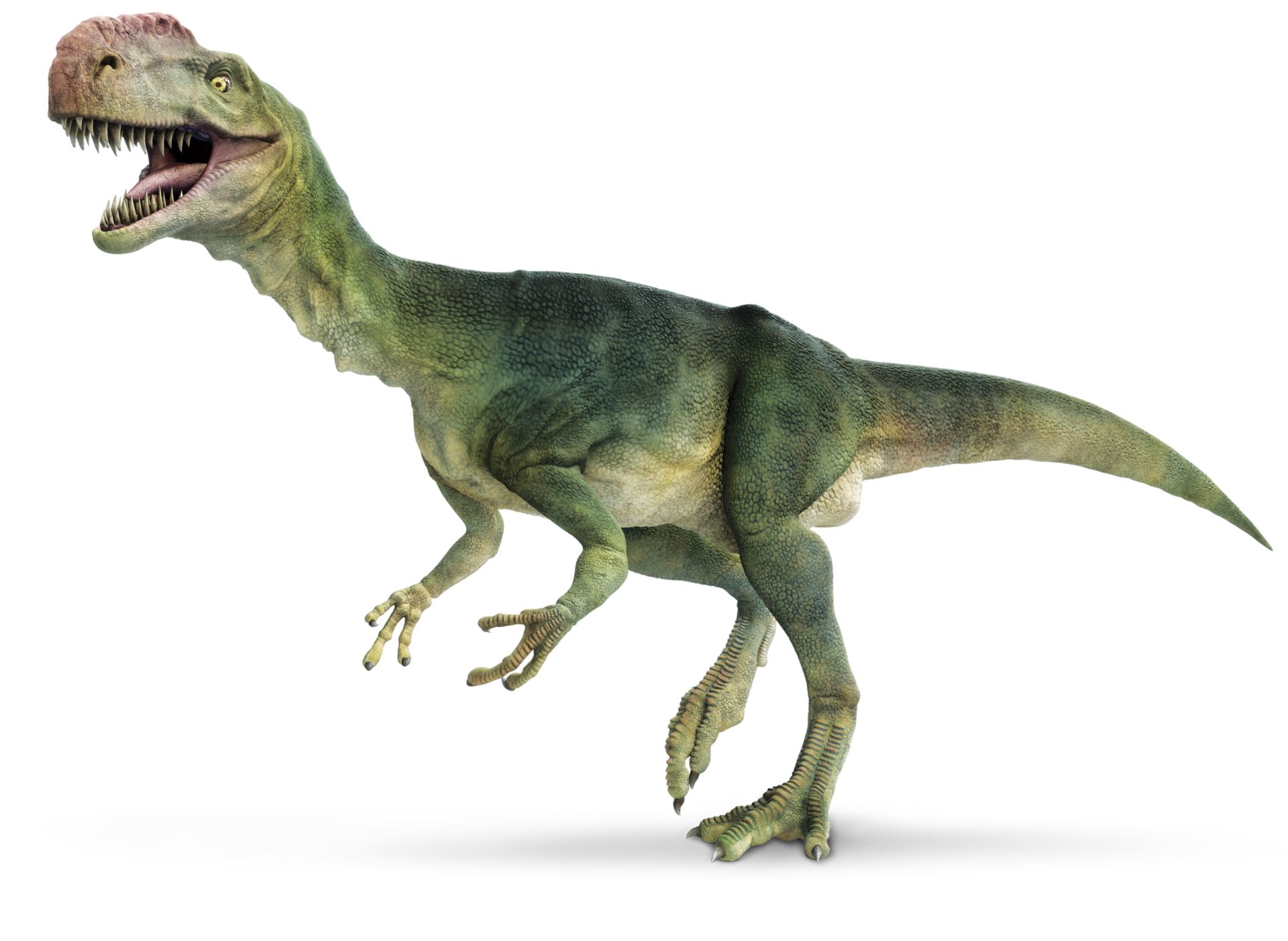 Detail Images Of Dinosaur Nomer 2