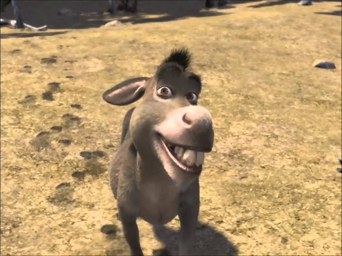 Detail Images Of Donkey From Shrek Nomer 35