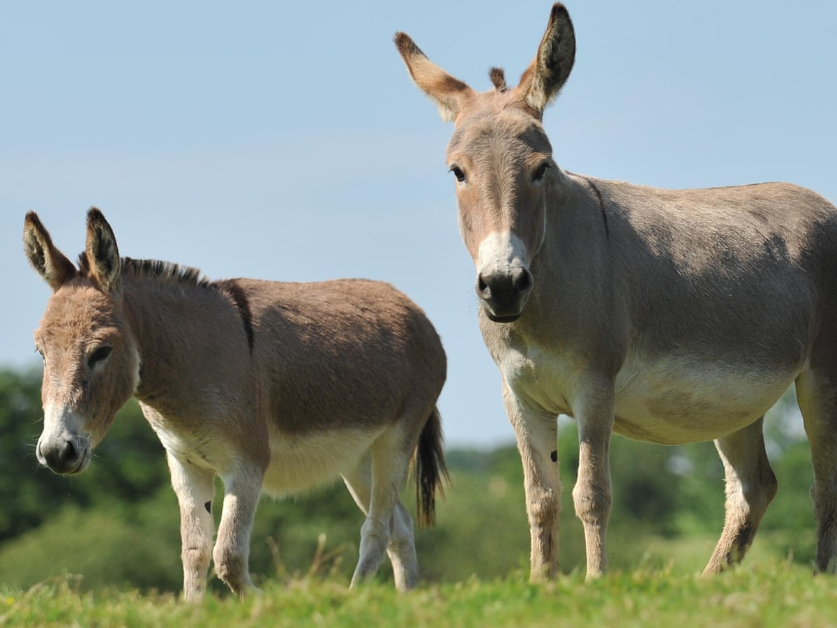 Detail Images Of Donkeys Nomer 13