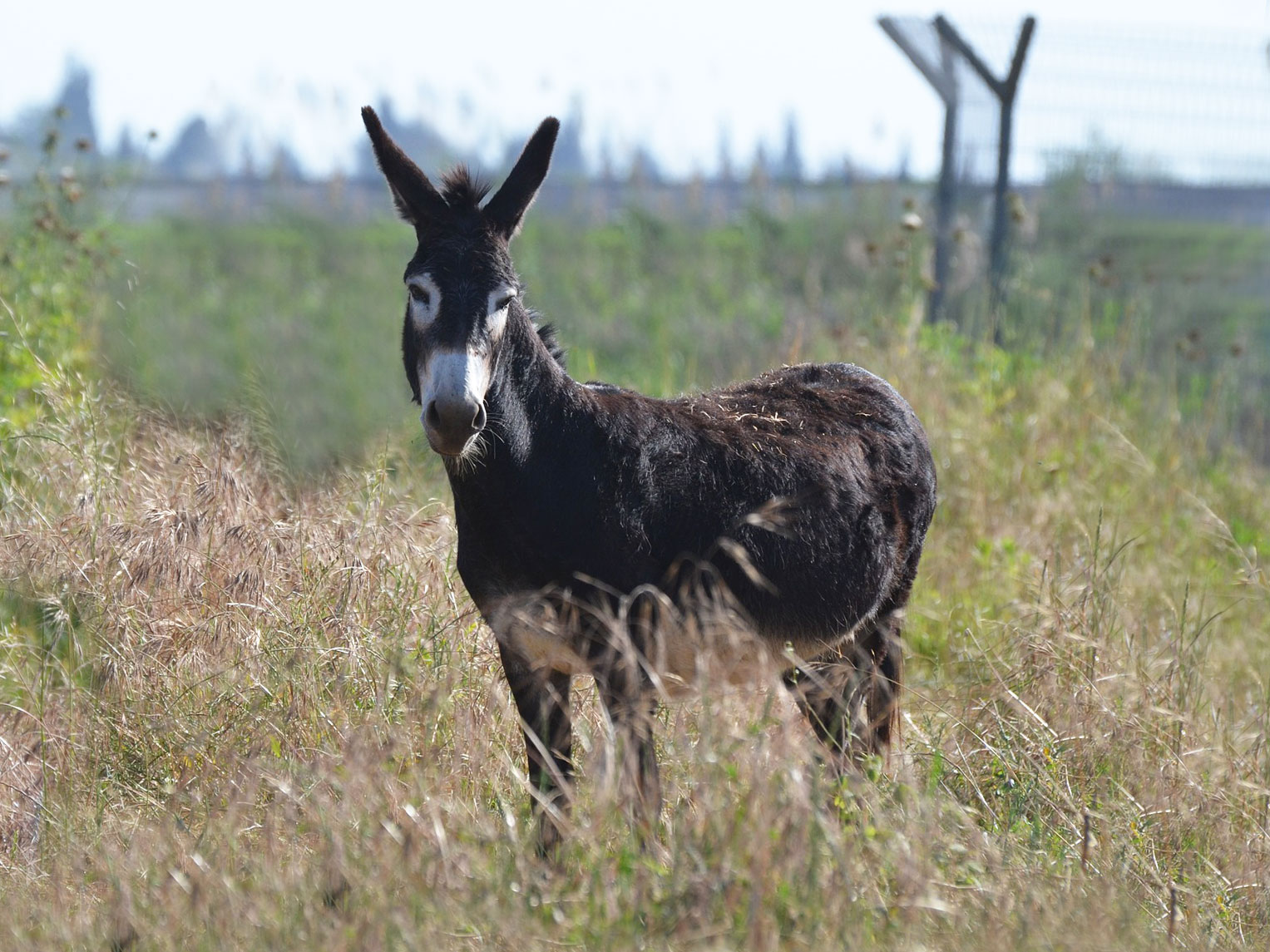 Detail Images Of Donkeys Nomer 39