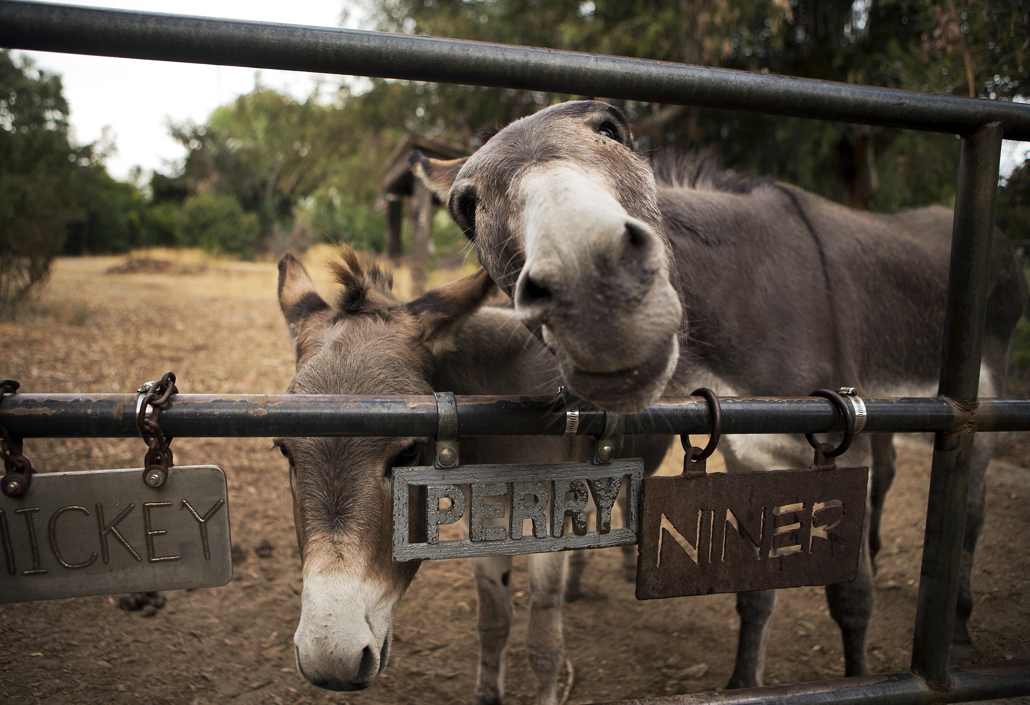 Detail Images Of Donkeys Nomer 44