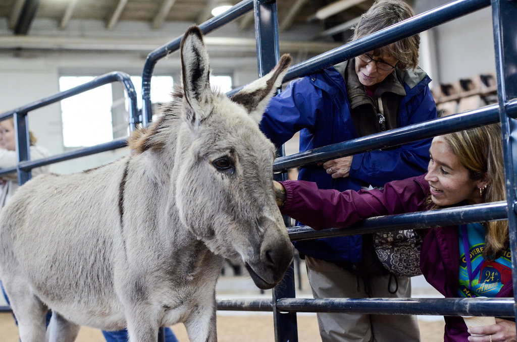 Detail Images Of Donkeys Nomer 47