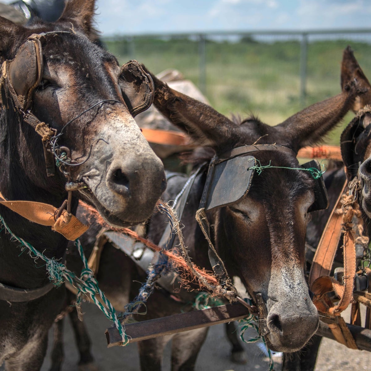 Detail Images Of Donkeys Nomer 53