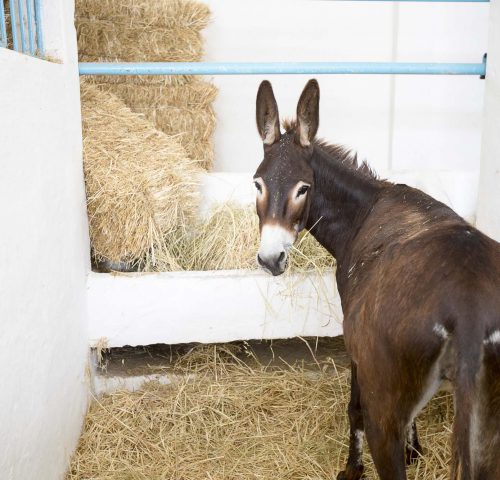 Detail Images Of Donkeys Nomer 8
