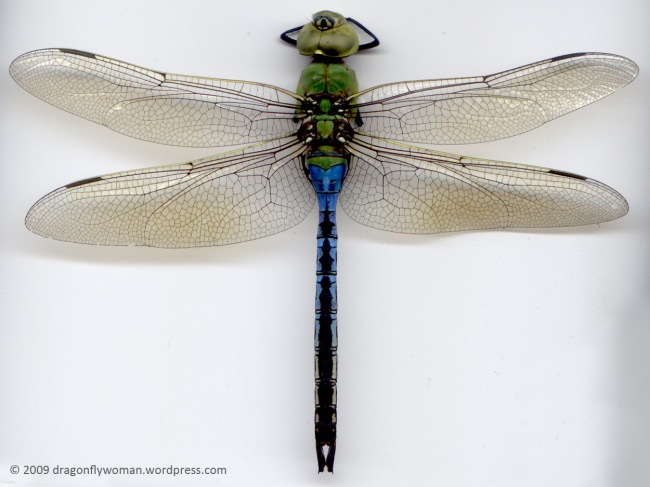 Detail Images Of Dragonflies Nomer 25