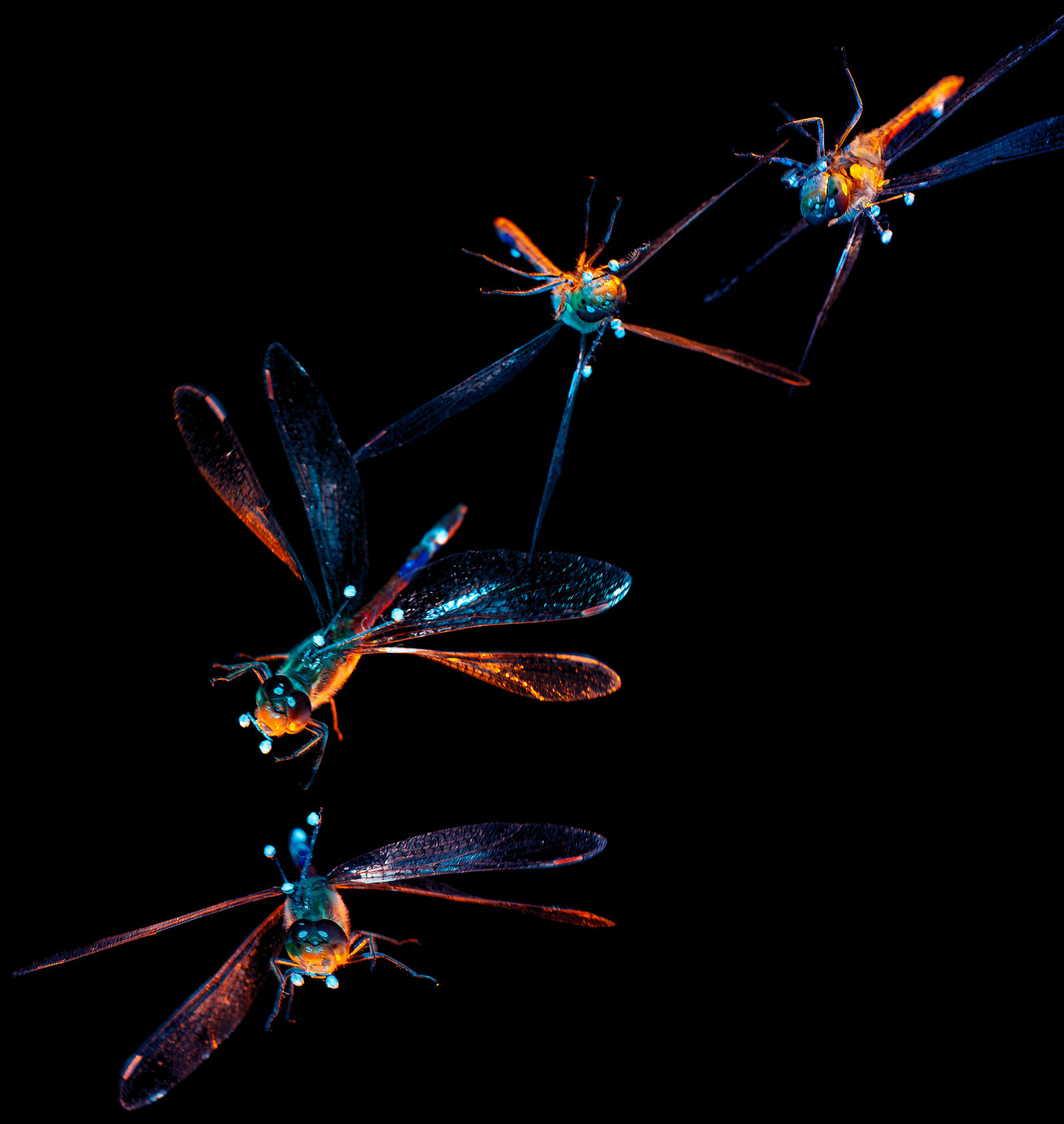 Detail Images Of Dragonflies Nomer 29