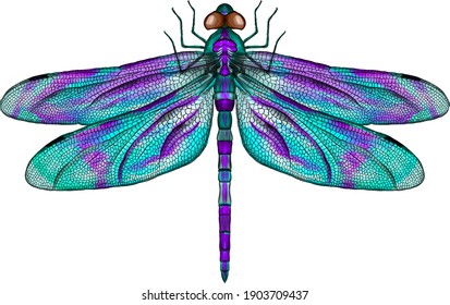 Detail Images Of Dragonflies Nomer 5