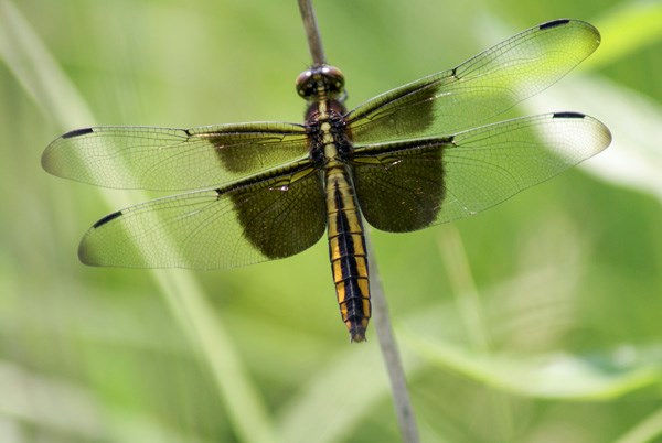 Detail Images Of Dragonflies Nomer 38