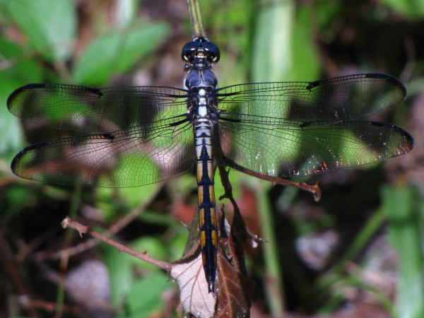 Detail Images Of Dragonflies Nomer 41