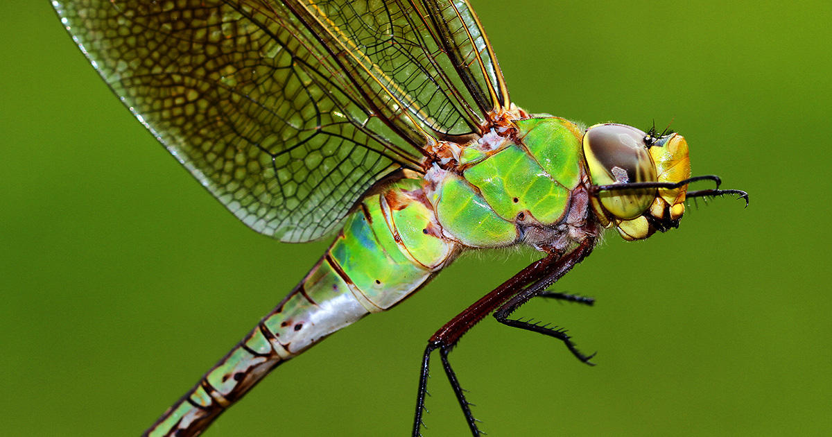 Detail Images Of Dragonflies Nomer 7