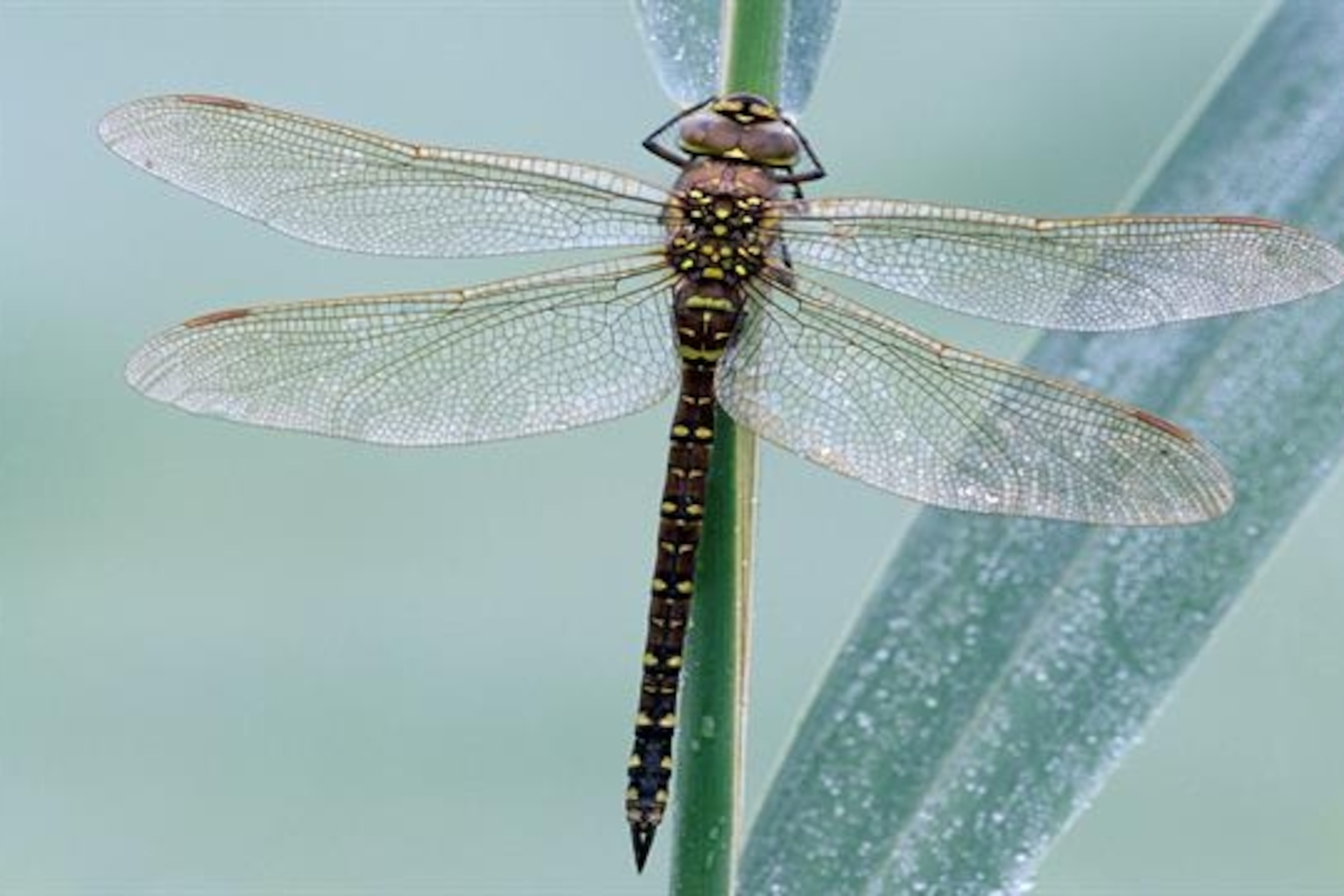 Detail Images Of Dragonflies Nomer 9