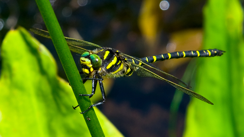 Detail Images Of Dragonfly Nomer 47