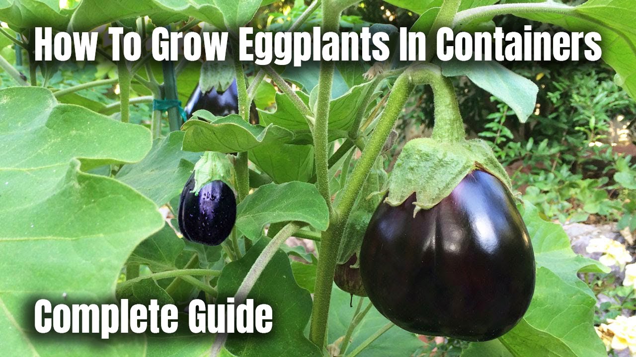Detail Images Of Eggplant Nomer 35