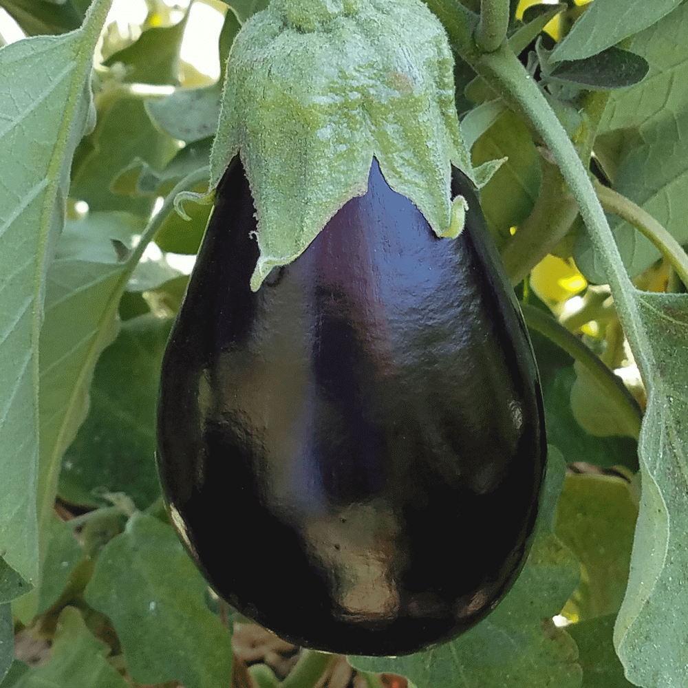 Detail Images Of Eggplant Nomer 41