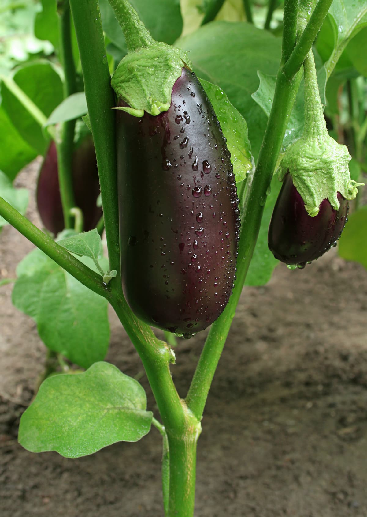 Detail Images Of Eggplants Nomer 13