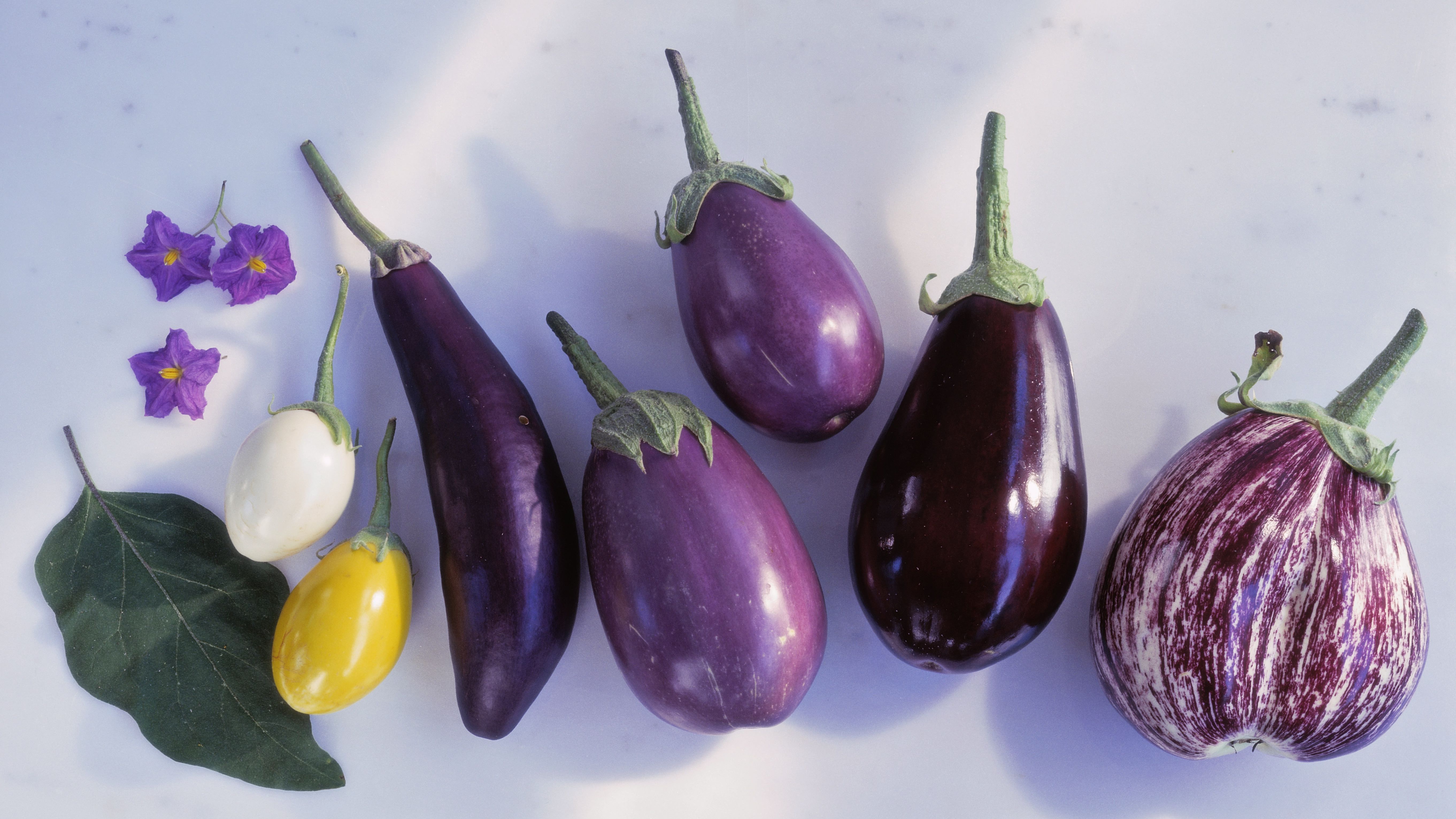 Detail Images Of Eggplants Nomer 3