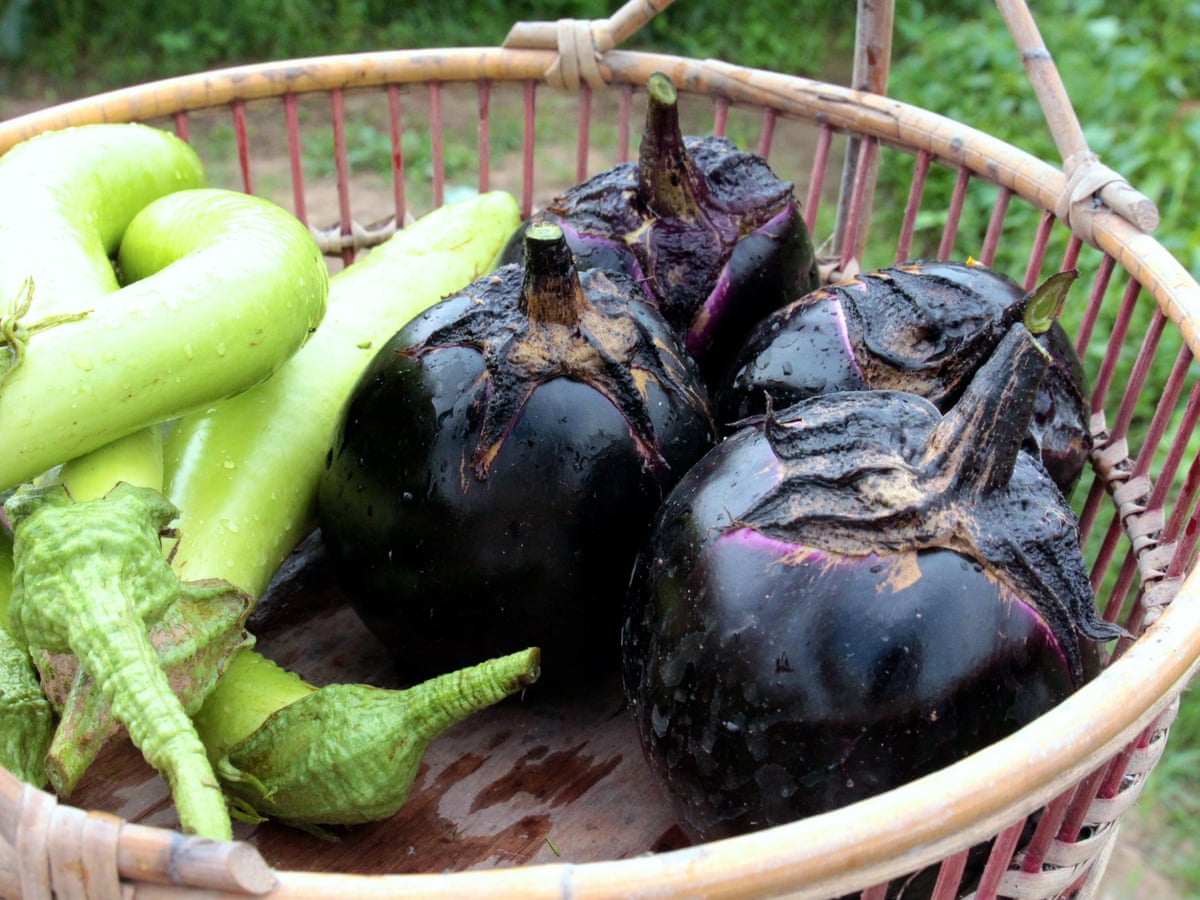 Detail Images Of Eggplants Nomer 23