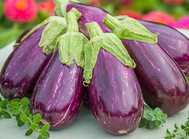 Detail Images Of Eggplants Nomer 25