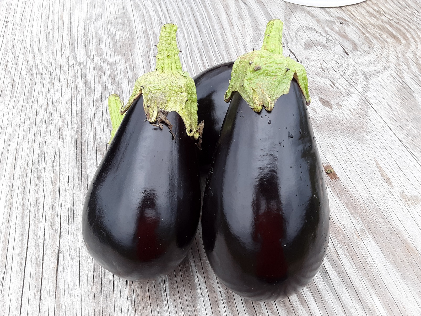 Detail Images Of Eggplants Nomer 4