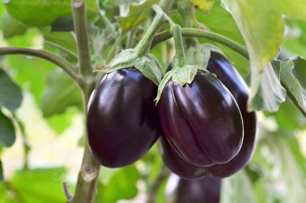 Detail Images Of Eggplants Nomer 31