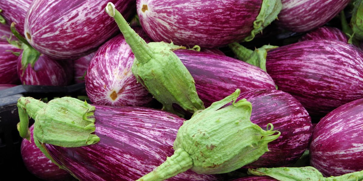 Detail Images Of Eggplants Nomer 37