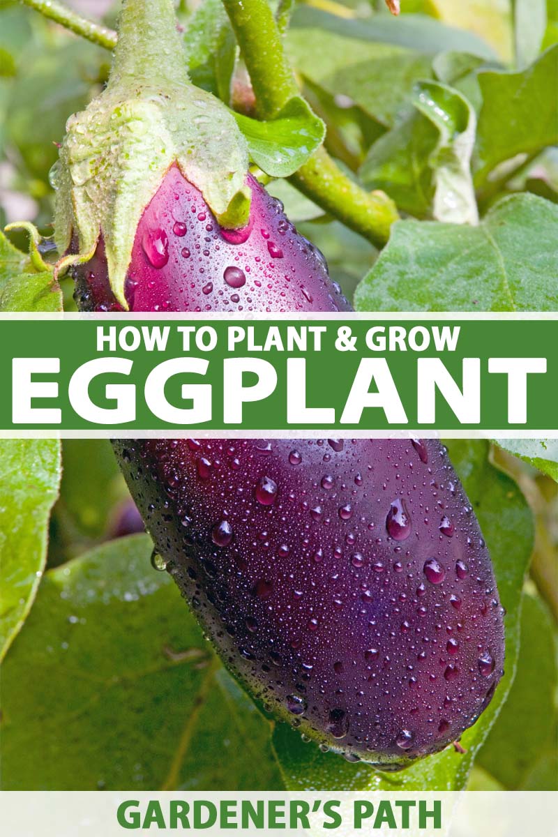 Detail Images Of Eggplants Nomer 38