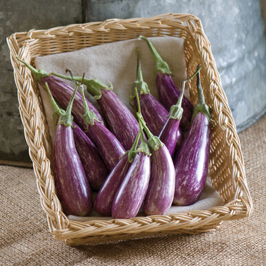 Detail Images Of Eggplants Nomer 43