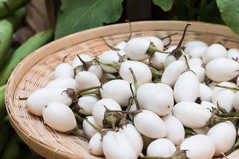 Detail Images Of Eggplants Nomer 44